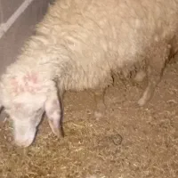 فروش گوسفند