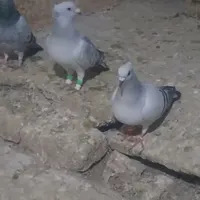 کبوترنروماده کرمونی کاکل|پرنده|تربت‌حیدریه, ۴۵ متری|دیوار