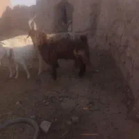 نربزجلورو ۳به۴سال