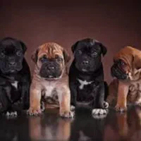 کن کورسو در سه رنگ نر و ماده از مولد گرید AA