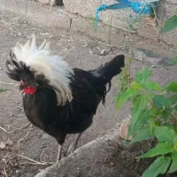 خروس لهستانی