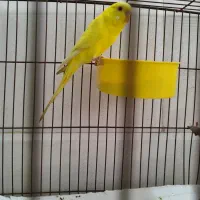 یک عدد جوجه مرغ عشق خوش رنگ