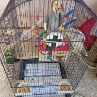 عروس هلندی