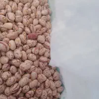 لوبیا چیتی