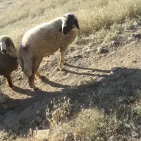 یک رائس شک ورن سنجابی معاوضه باگوساله کوچیک
