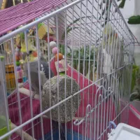 یک جفت عروس هلندی