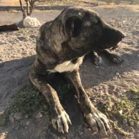 سگ ماده نگهبان عقیم شده