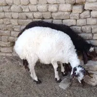 دوتا بره ماده عروسک درجه یک نژاد دار ضمانتی