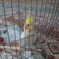 عروس هلندی نر
