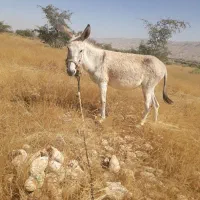 فروش الاغ گله‌ای
