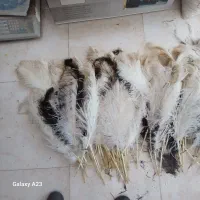 شاهپر شترمرغ