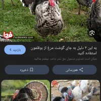مرغ و بوقلمون