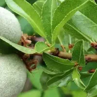 فروش-باغ