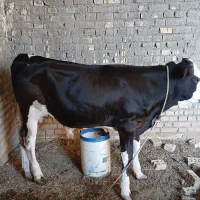گوساله نرسمینتال جنس درجه یک