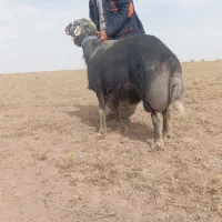 قوچ|حیوانات مزرعه|جنگل, |دیوار