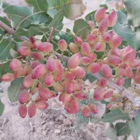 خرید وفروش پسته