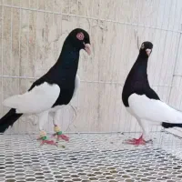کبوتر. یهودی.دمبی.ساده