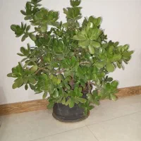 گل مناسب هدیه
