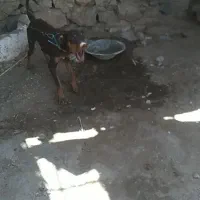 واگذری سگ دوبرمن شکاری