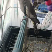 جوجه عروس هلندی