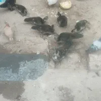 اردک