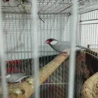 فنج نرگسی سیلور