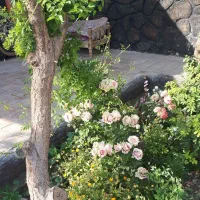 خدمات باغبانی