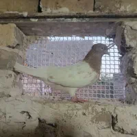 کبوتر|پرنده|طرقبه, |دیوار