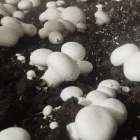 قارچ