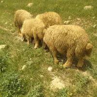 گوسفند