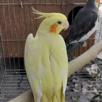 عروس هلندی ماده زغفرانی