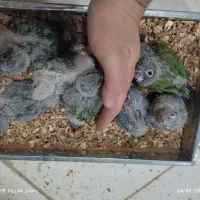 جوجه گرینچیک و ردچیک