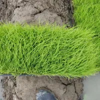 نشا برنج هاشمی  توم هاشمی
