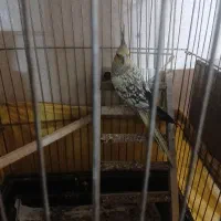عروس هلندی