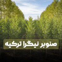 نهال صنوبر نیگرای ترکیه با بیشترین رشد + سلامت رشد