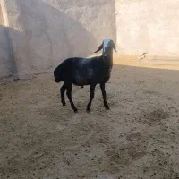 برقوچ شالی