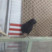 زاغ عبدانی جفت نرو ماده