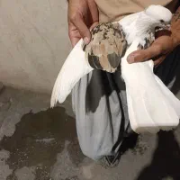 نر شو مخملی