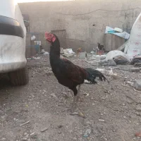 لاری|حیوانات مزرعه|شهر ری, امین آباد|دیوار