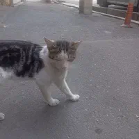نیاز به کمک داره
