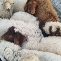 میش و بره