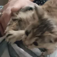 دوتا  بچه گربه