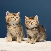 گربه بریتیش شرت هیر خرسی