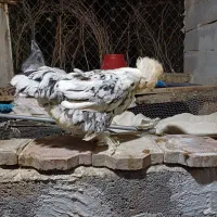 تخم مرغ