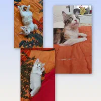 گربهء ماده با دو تا بچه