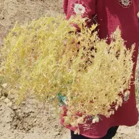 عدس دیم درجه یک