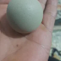 سنگ آسیاب اصل