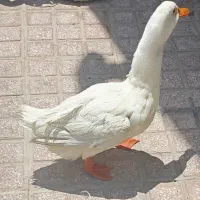 اردک