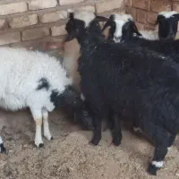بره نر و ماده