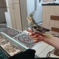 عروس هلندی ماده